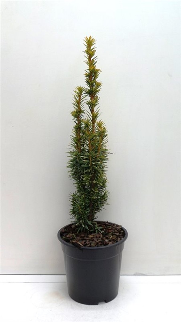 Taxus b. 'David' - C3 40-50 CM
